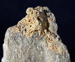 Crinoide non det. - Bild © FossNet FossilienStore